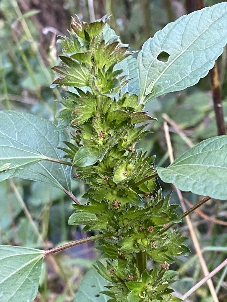 Three Seeded Mercuries From Marsh View Rd Easton Md Us On October