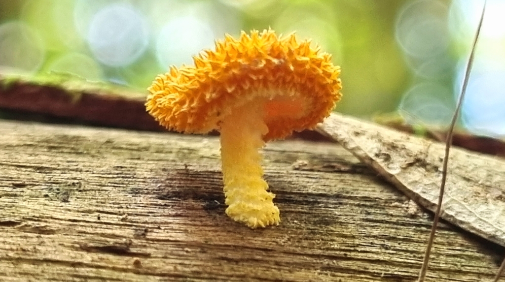 Golden Scruffy Collybia From Crystal Creek QLD 4816 Australia On