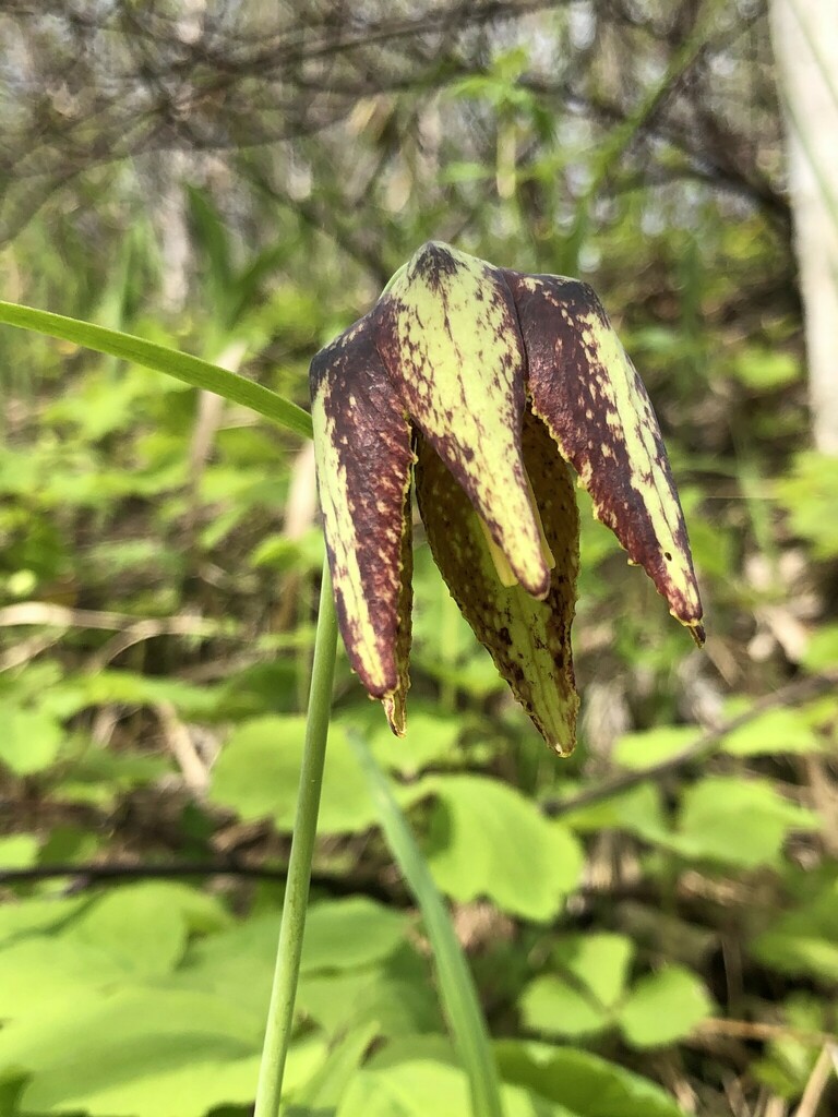 Fritillaria maximowiczii from Комсомольский р н Хабаровский край