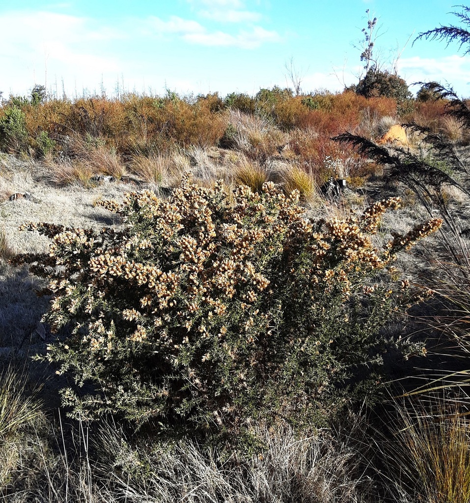 Gorse From Gardens Of Stone Sca Newnes Plateau Nsw Australians