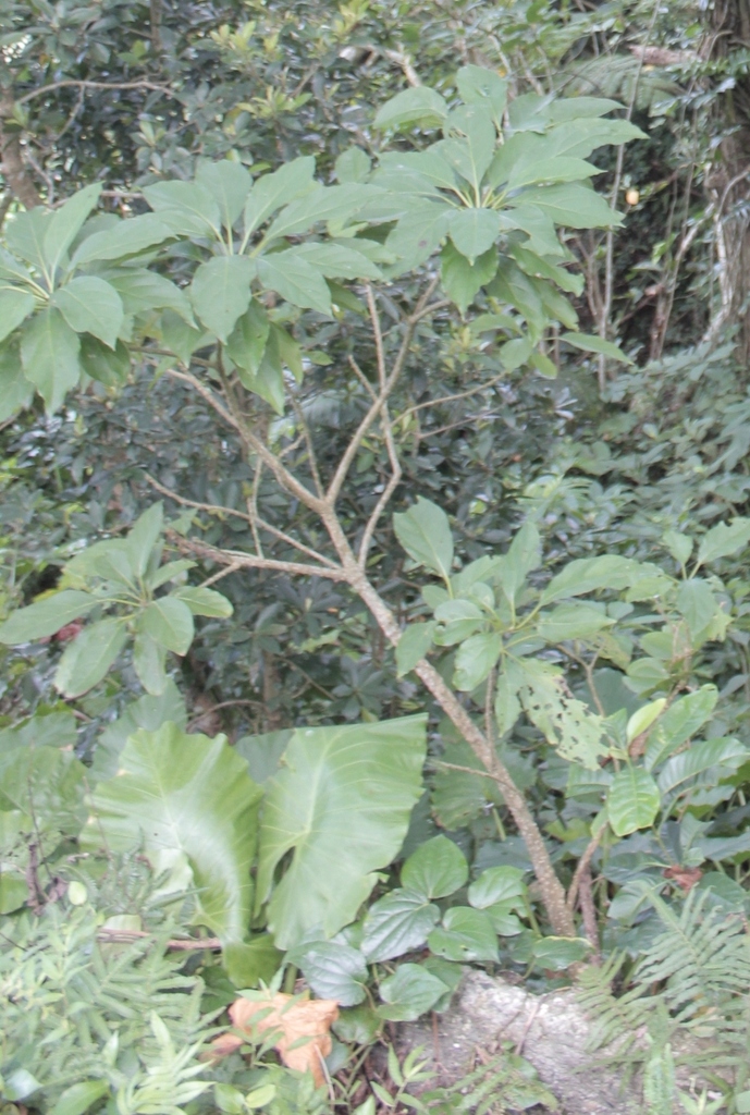 Mappia nimmoniana in July 2013 by 胡正恆 Jackson Hu iNaturalist