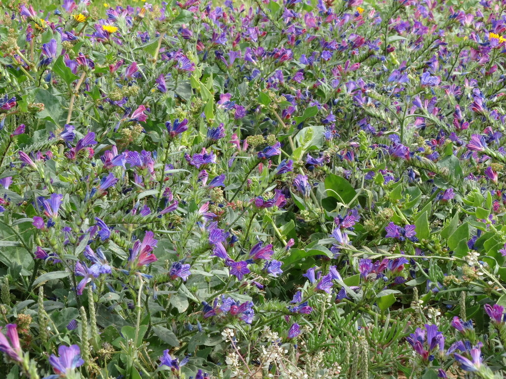 Echium Bonnetii From Las Palmas ES CN ES On February 10 2015 At 12