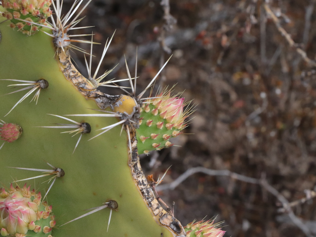 Prickly Pears From Muleg B C S M Xico On April At Am