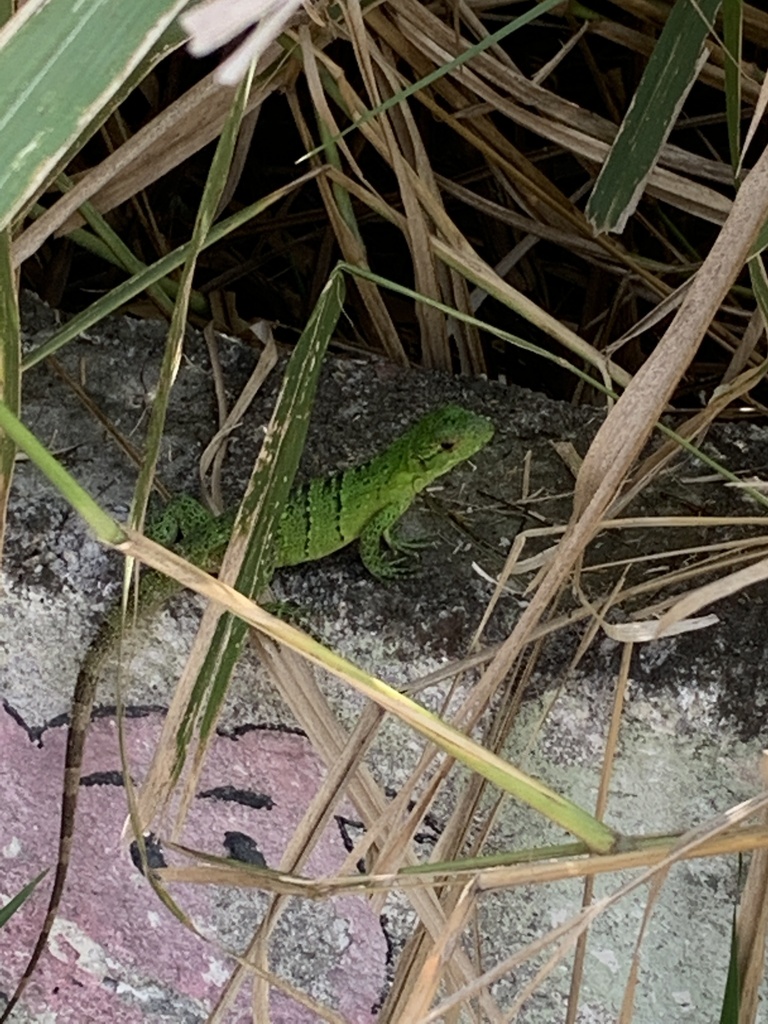 Green Iguana From Zamorano San Antonio De Oriente Francisco Moraz N