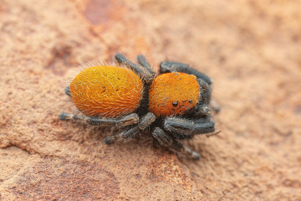 Apache Jumping Spider From Cochise County AZ USA On October 7 2023