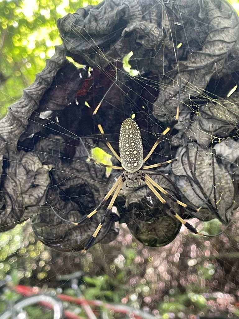 Golden Silk Spider From Zamorano San Antonio De Oriente Francisco