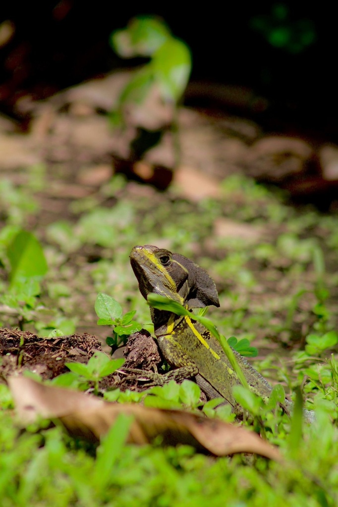 Brown Basilisk from Zamorano San Antonio De Oriente Francisco Morazán