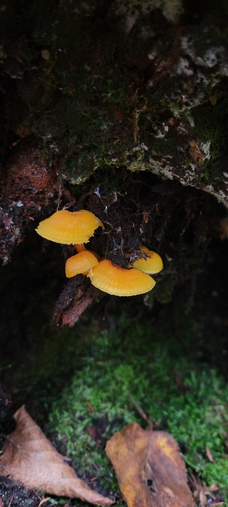 Common Gilled Mushrooms And Allies From Saint John NB E2M 7T7 Canada