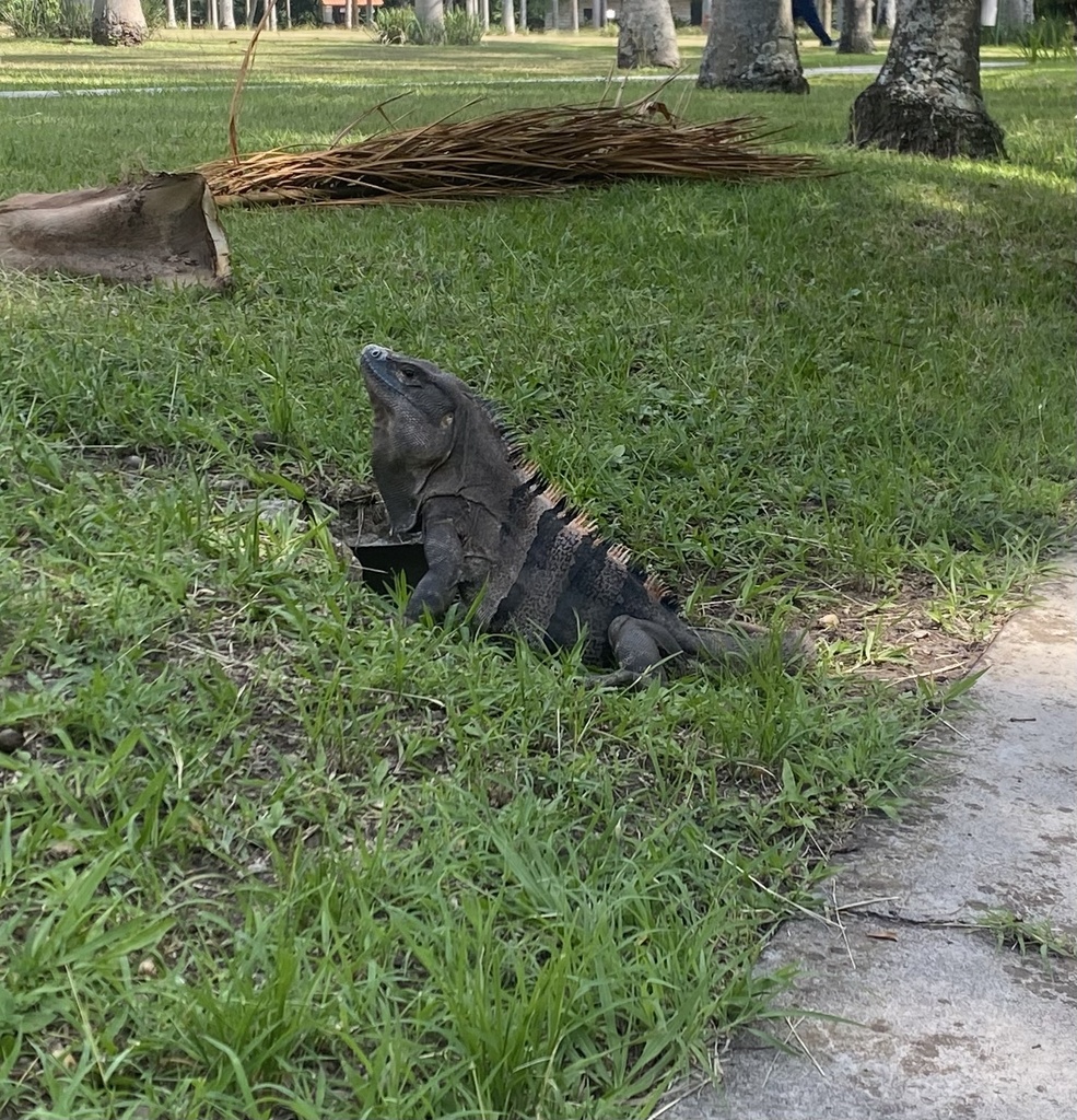 Black Spiny Tailed Iguana From Zamorano San Antonio De Oriente