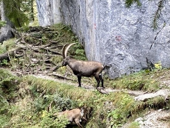 Alpine Ibex in October 2023 by Markus Döring iNaturalist United Kingdom