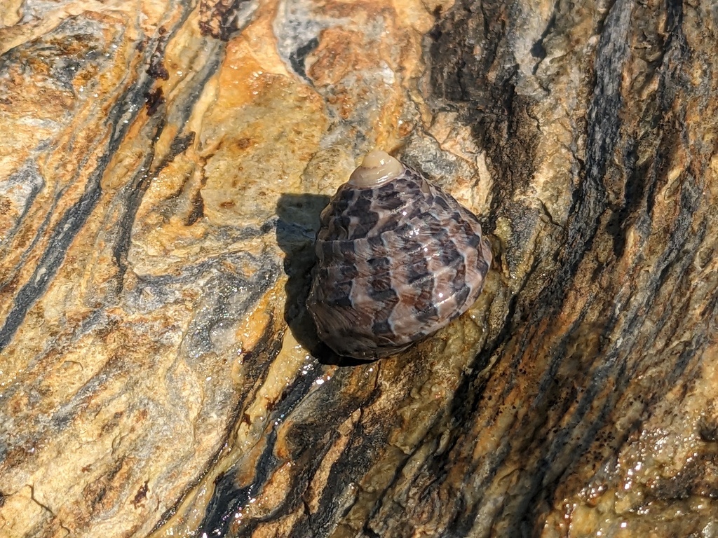 Zebra Top Snail From Nambucca NSW Australia On October 15 2023 At 03