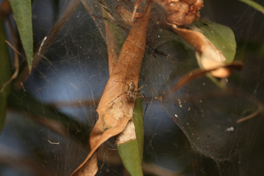 Tree Wolf Fishing Spider From Burbank Qld Australia On October