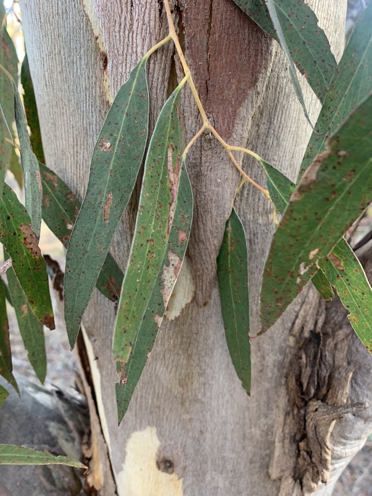 Eucalyptus From Boronia Hill Reserve Kingston TAS AU On August 28