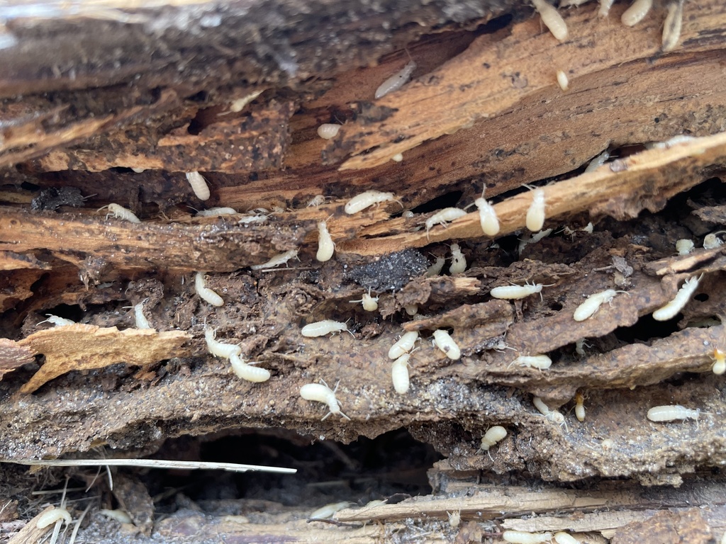 Formosan Subterranean Termite From Market St Pascagoula Ms Us On