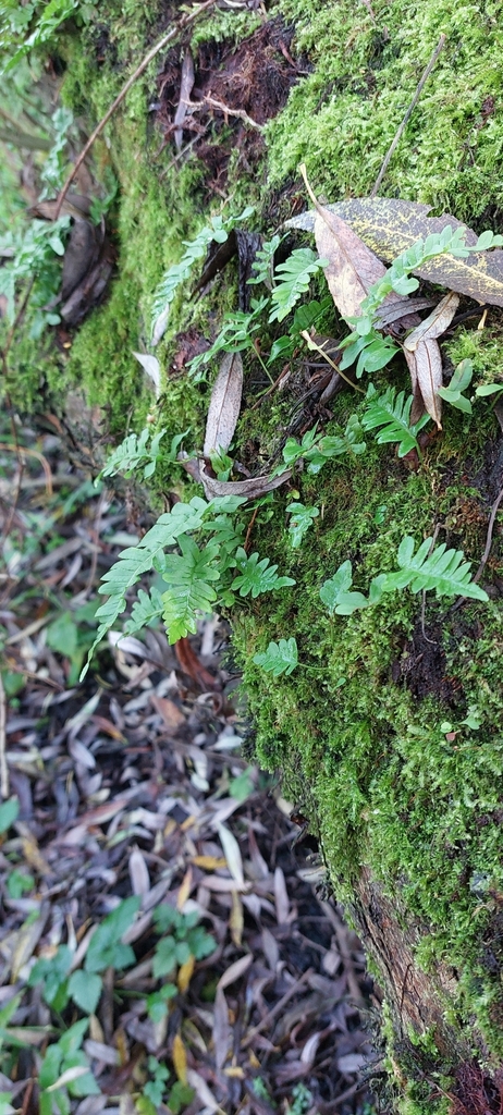 Polypody Ferns From 6701 Wageningen Netherlands On October 15 2023 At