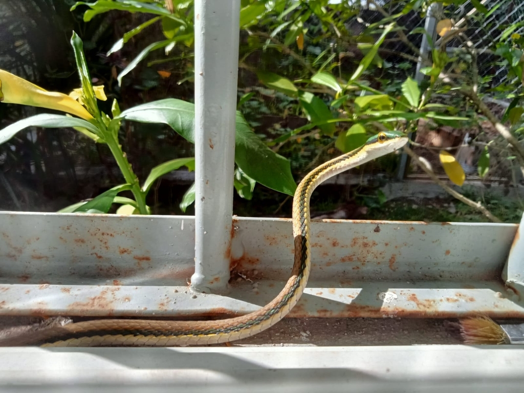 Mexican Parrot Snake From Tizim N Yuc M Xico On October