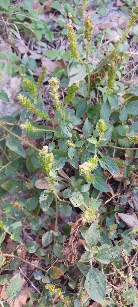 Three Seeded Mercuries In October 2023 By Lostintexas INaturalist