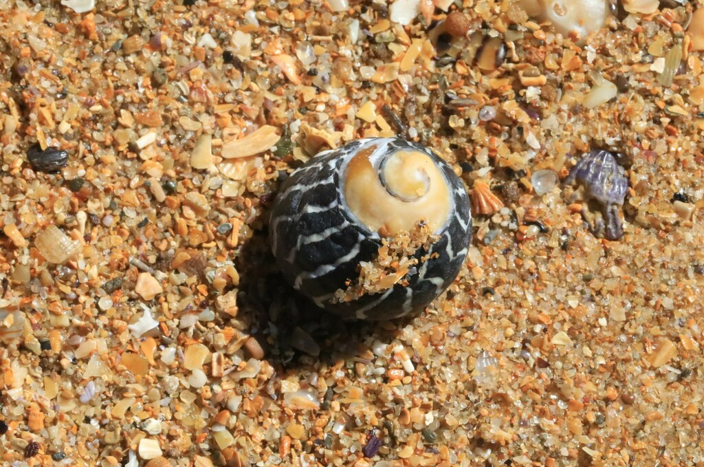 Zebra Top Snail From Central Coast Nsw Australia On October At