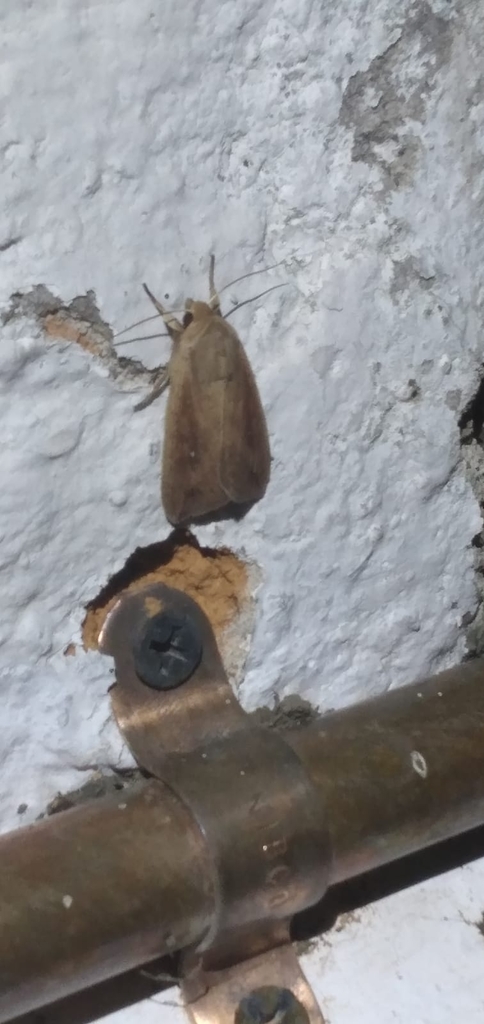 Cutworm Moths And Allies From Tumbaco Ecuador On October 11 2023 At