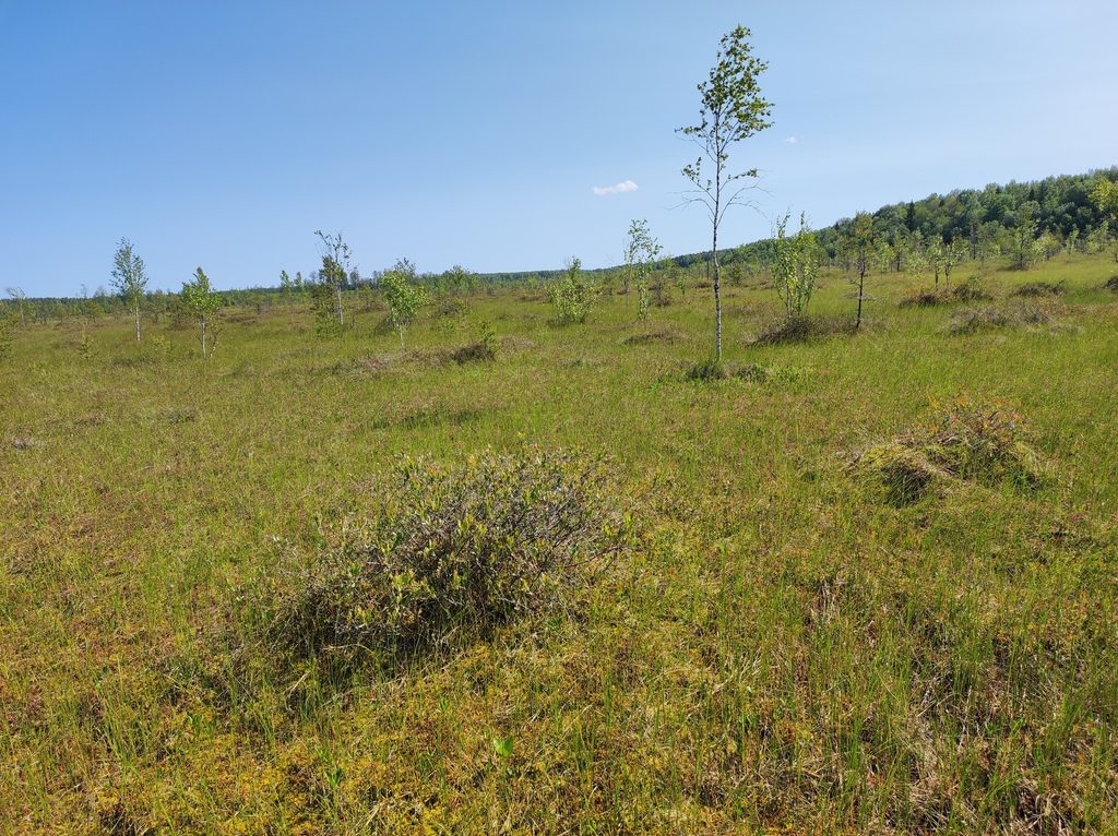 Downy Birch From On June