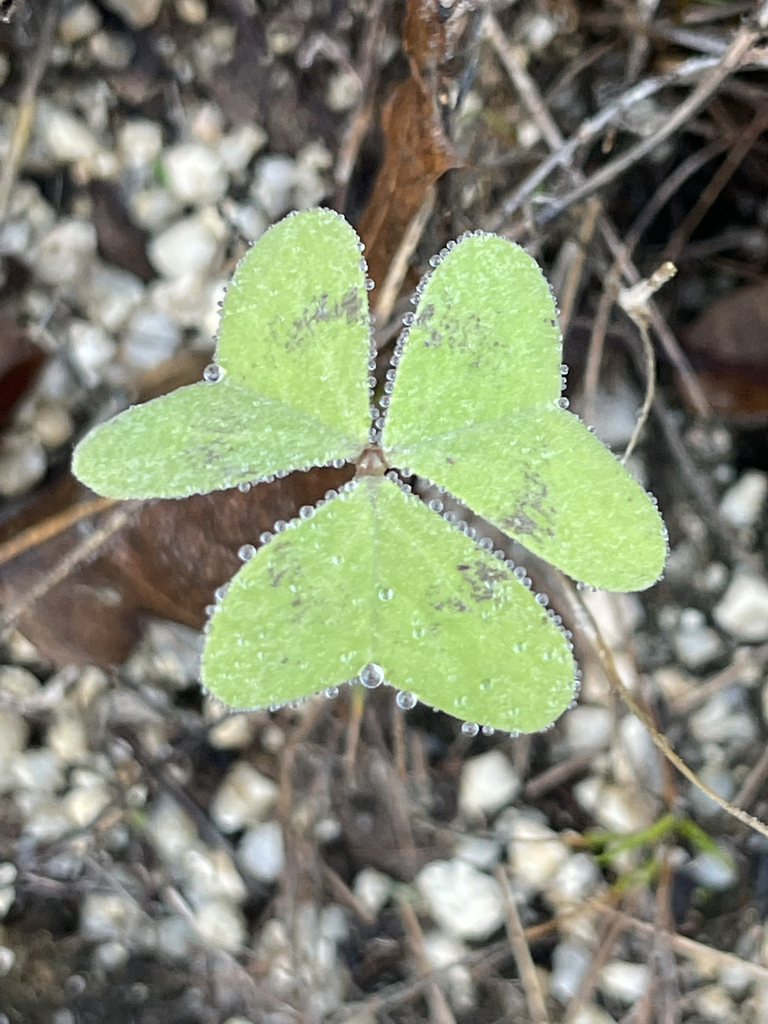 Drummond S Woodsorrel From La Paz B C S M Xico On October