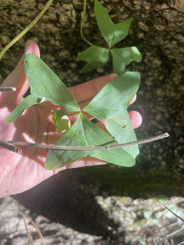 Drummond S Woodsorrel From La Paz B C S M Xico On October