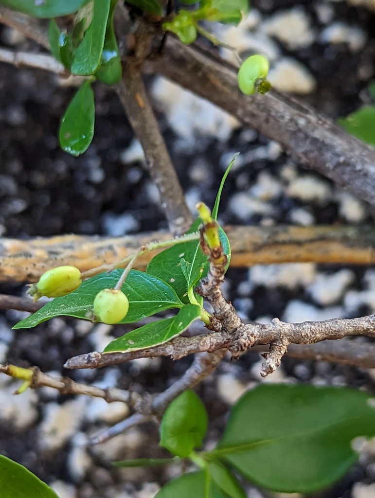 West Indian milkberry from La Paz B C S México on October 10 2023