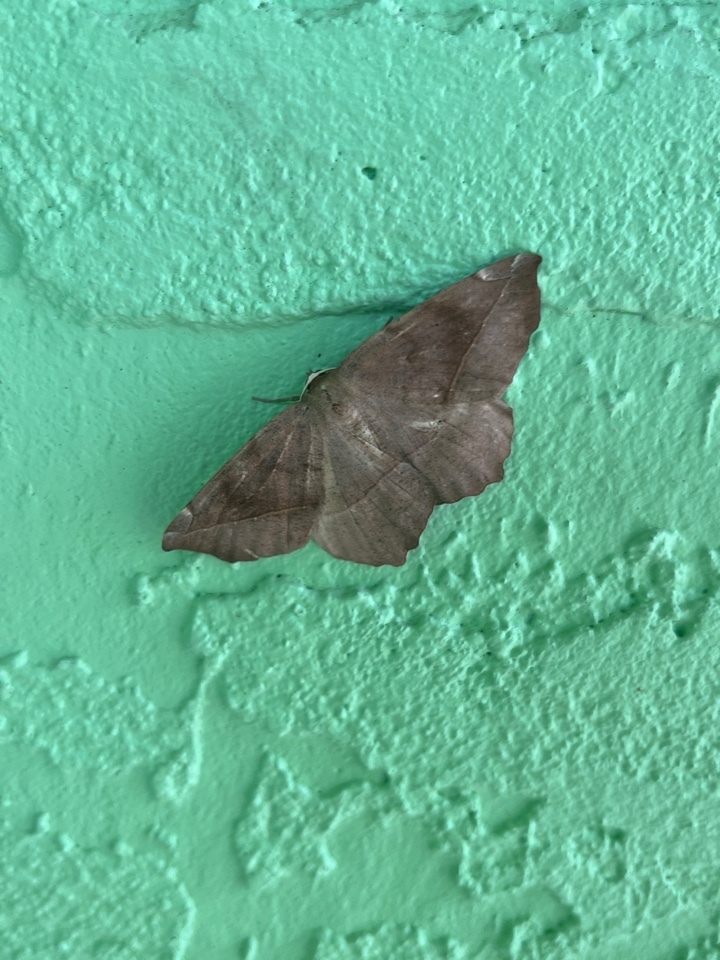 Curved Toothed Geometer Moth From Orange City FL US On September 14