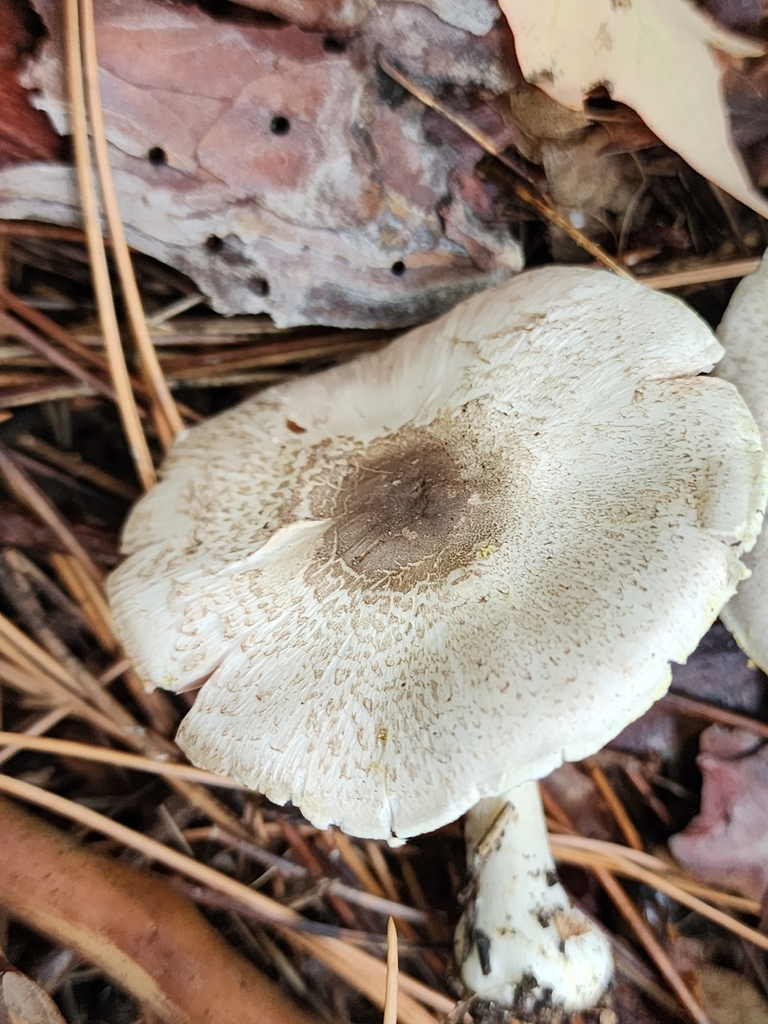 Agaricus Approximans From Jamestown Township In Usa On October