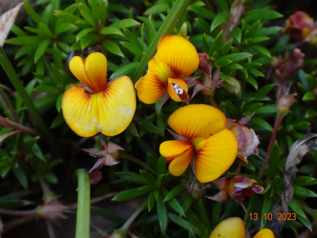 Matted Bush Pea From Black Range Vic Australia On October