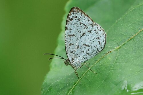 Allotinus Otsukai Naturalista Mexico