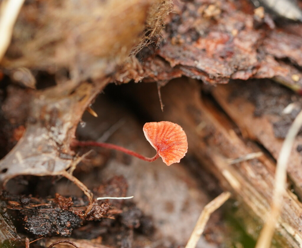 Ruby Bonnet From Kalorama Vic Australia On October At