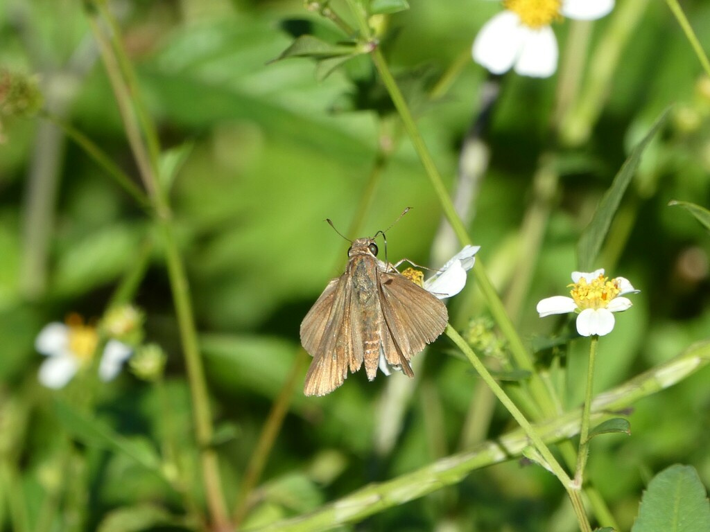 Ocola Skipper From Hillsborough County Fl Usa On October At