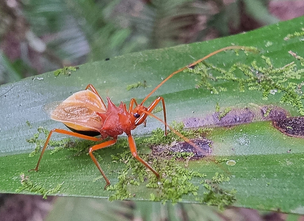 Harpactorini From Finlayvale Qld Australia On October At