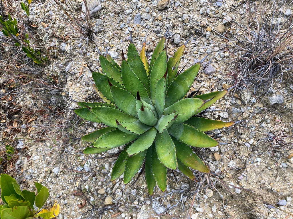 Century Plants From San Luis Amatl N Oax M Xico On October