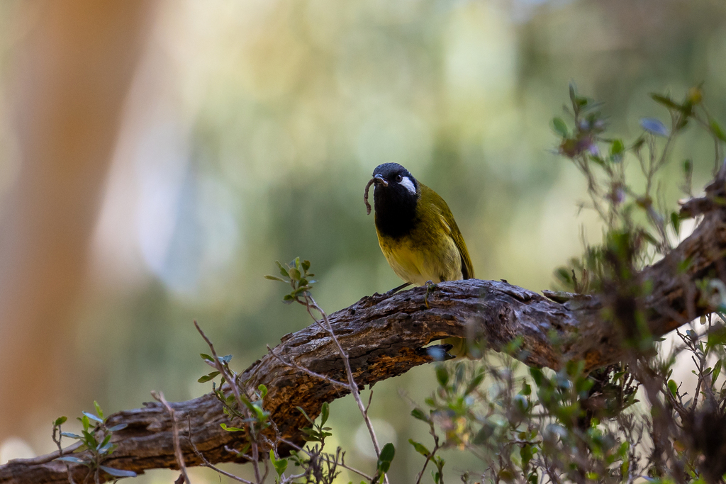 White Eared Honeyeater From Warrak Vic Australia On October