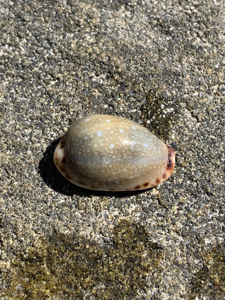 Lined Lip Cowrie From Bundjalung National Park Woody Head NSW AU On