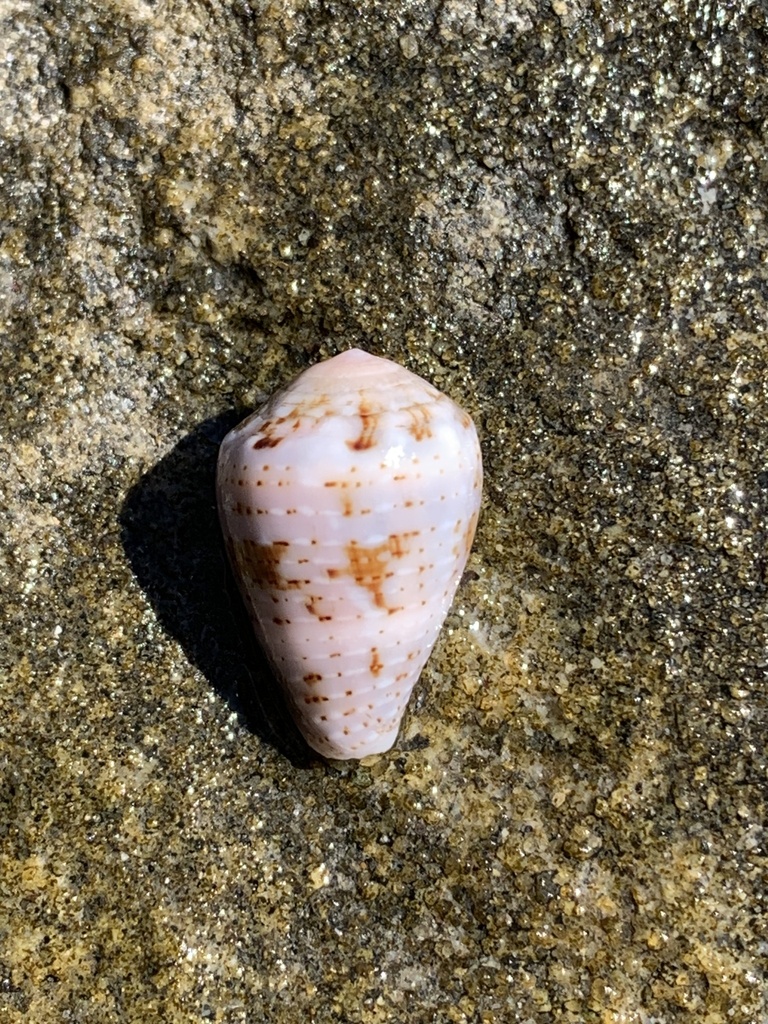 Coronated Cone From Bundjalung National Park Woody Head Nsw Au On