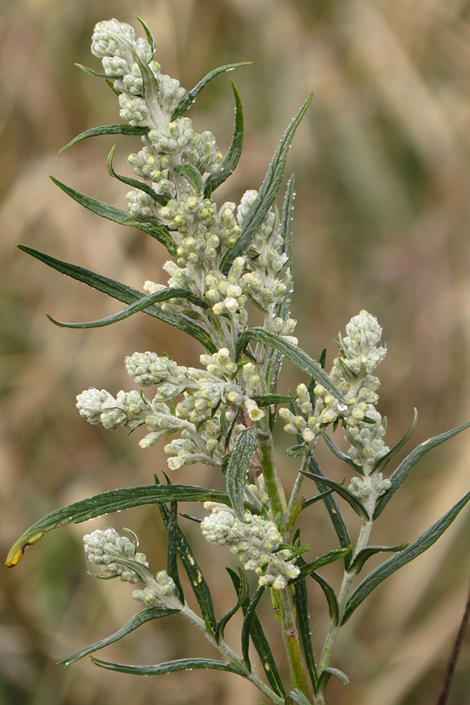 Buddleja Angusticarpa From Gral Juan Madariaga Provincia De Buenos