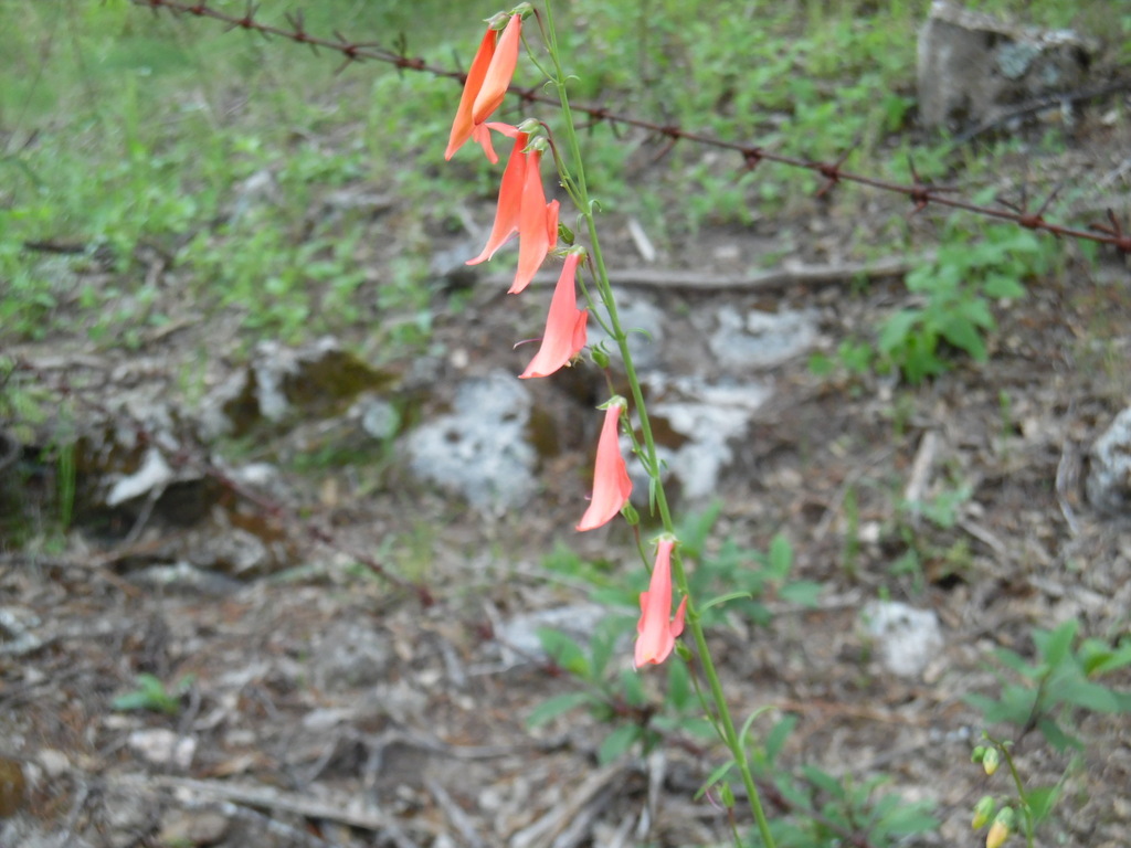 Beardlip Penstemon In July 2022 By PokeMax INaturalist