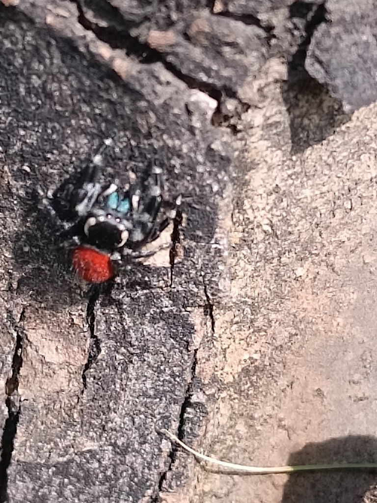 Phidippus pompatus from Ixtlahuacan Ciudad de México CDMX México on