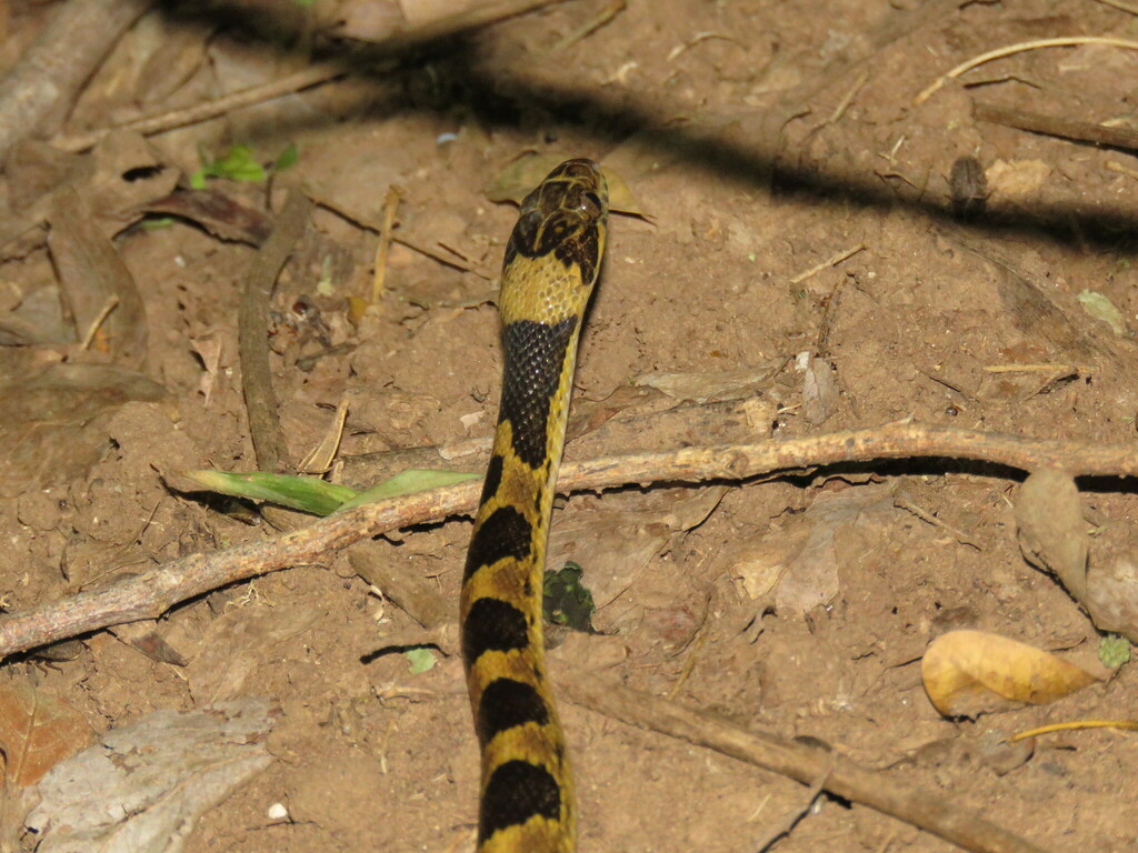 Southwestern Cat Eyed Snake From Heroica Cd De Juchit N De Zaragoza