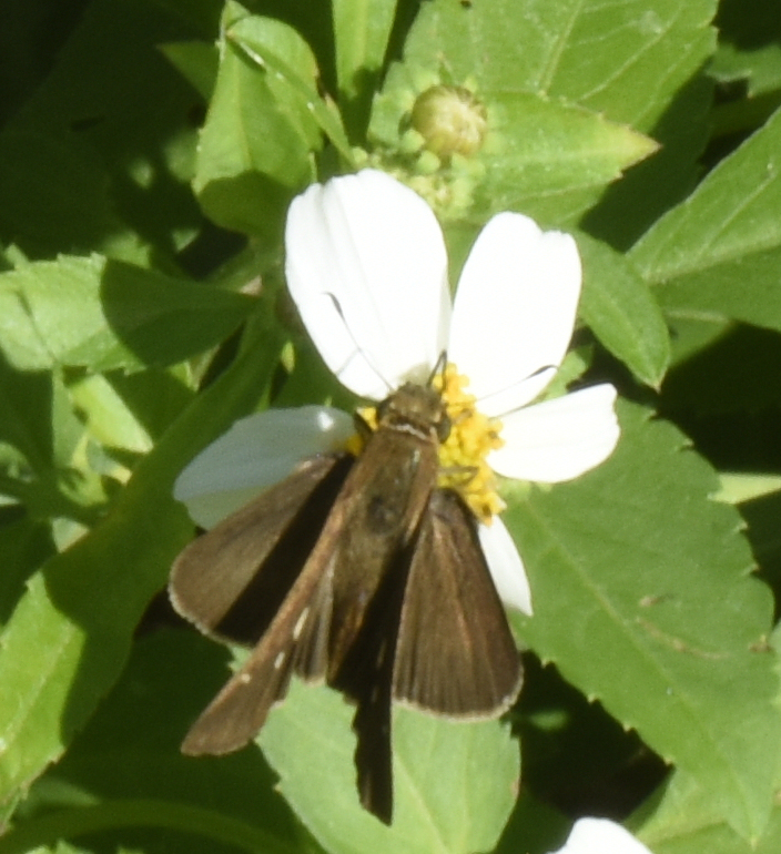 Ocola Skipper From Pensacola Beach Fl Usa On October At