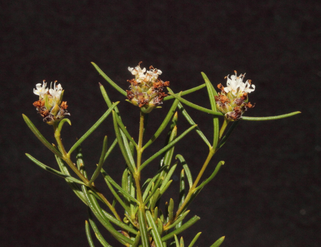 Westringia Cephalantha Cephalantha From Norseman WA 6443 Australia On