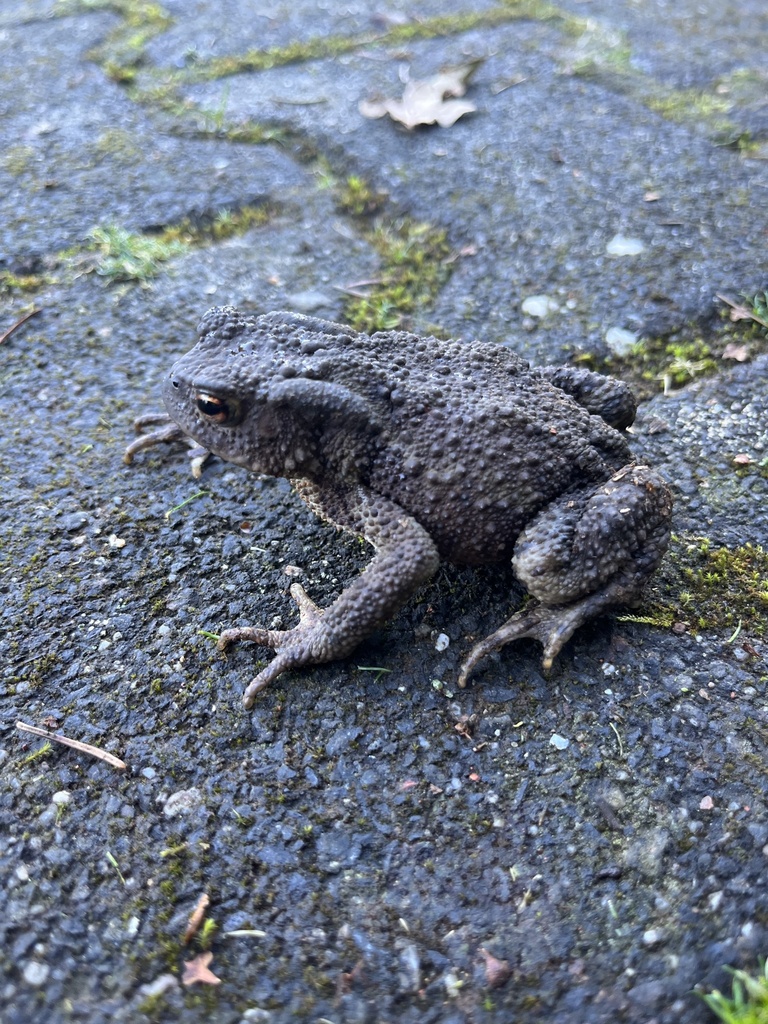 European Toad From Erfurter Stra E Sprockh Vel Nordrhein Westfalen