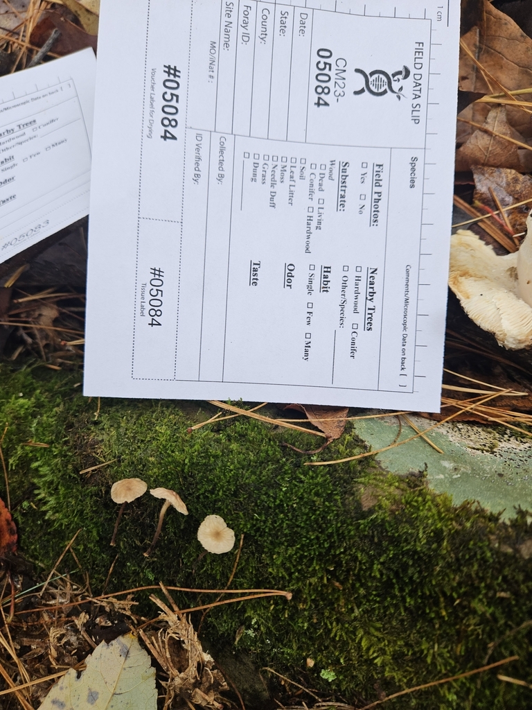 Fungi Including Lichens From Vestal NY 13850 USA On October 21 2023