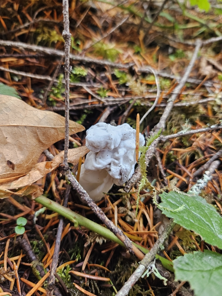 Western Black Elfin Saddle In October 2023 By Sam INaturalist