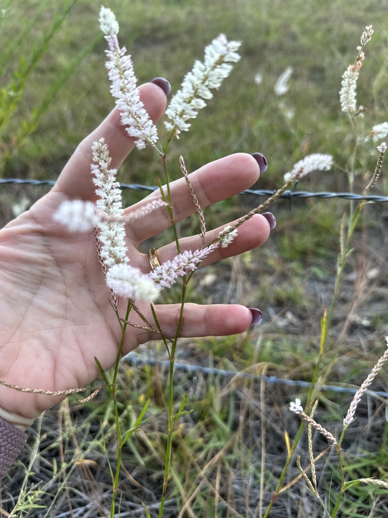 Sandhill Wireweed From E Country Highlands Dr Floral City FL US On