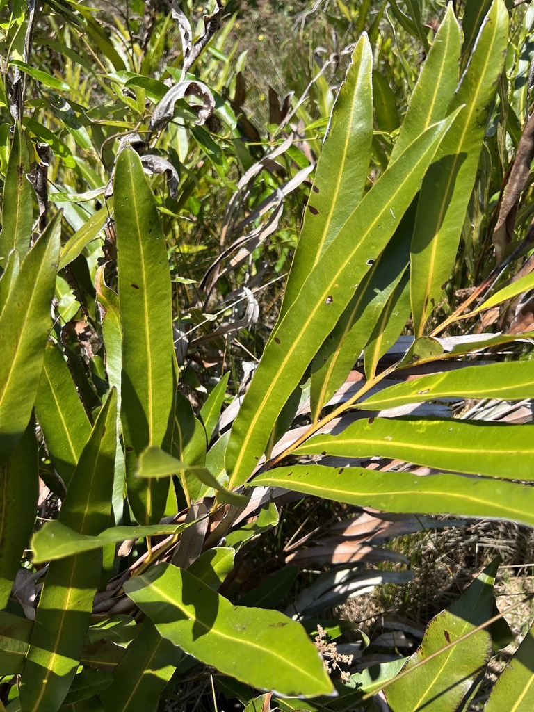 Mangrove Fern From Moreton Bay Marine Park Bellara Qld Au On October