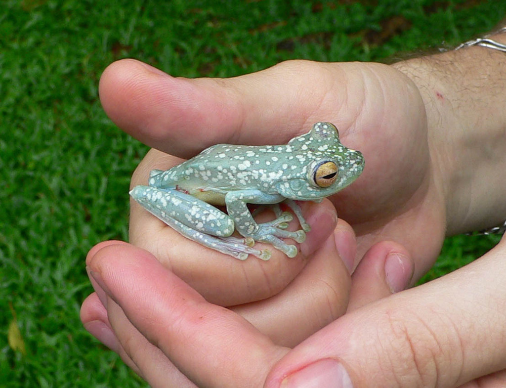 Red Webbed Tree Frog From Km Al Sur De Puerto Viejo De Sarapiqu